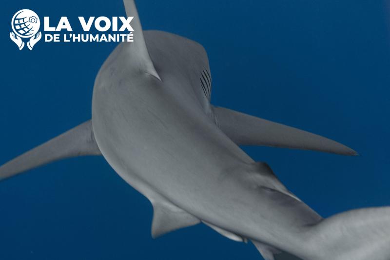 Une baleine à bosse albinos, rare, fait surface au large de du littoral australien