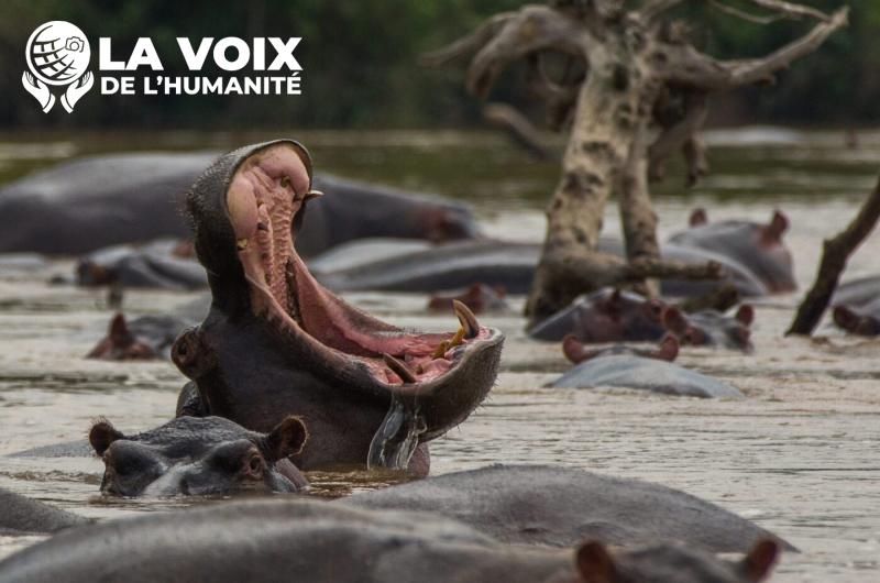 RDC: une cinquantaine d’hippopotames retrouvés morts dans le parc national des Virunga