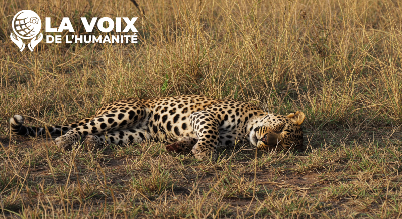 un léopard adulte pris au piège par un chasseur a été neutralisé par des villageois dans la localité de Mungoma, à Idiofa, 